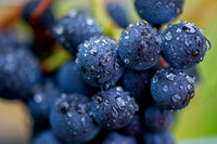 Oregon Wine Grape Harvest