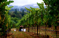 Oregon Wine Grape Harvest