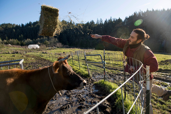 Jacob Lebel  feeding cattle at home
