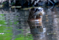 River Otter in Oregon