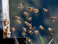 Active Honey Bees