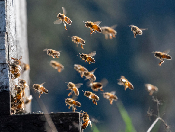 Active Honey Bees